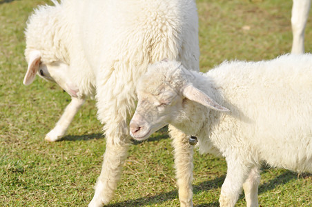 农场里的羊或羔羊图片