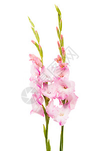 白背景上孤立的花朵gladiolus背景图片
