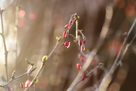 日落时的白莓树春季的各种物体在这个美妙时期中图片