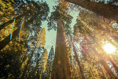 Sequoia公园图片