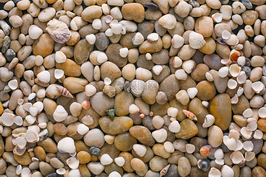 海藻卵石背景天然海滨岩石表图片