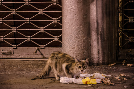 猫在街上吃袋子里的垃圾图片