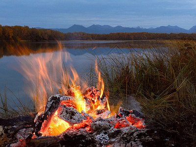 夜间湖边起火为昆虫和掠食者提供补救图片