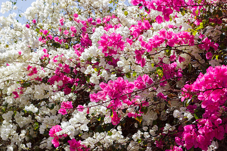 白色和粉红色的布干维尔花朵背图片