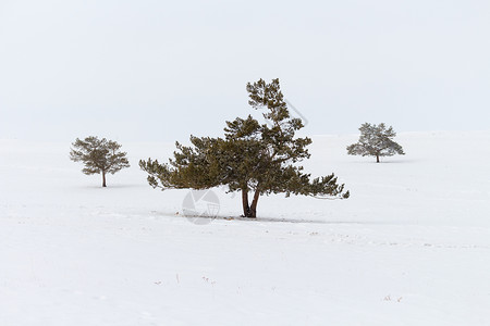 冬季风景白底有雪和三片树林在雪覆盖图片