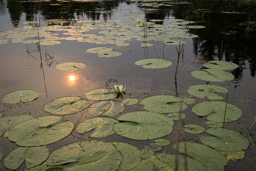 日落时池塘上的莲花图片