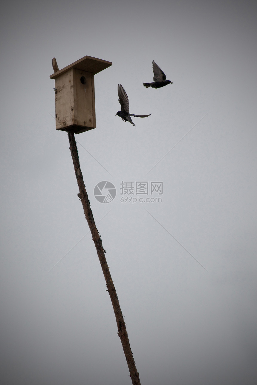 灰天空中的鸟儿图片