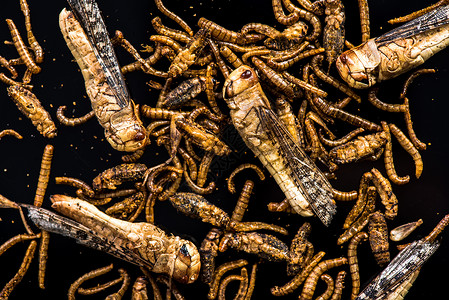 食用油炸蠕虫和昆虫混合体临床趋图片