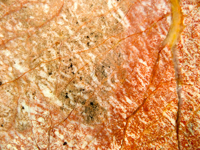 裂根树大理石花岗岩石材豪华室内地板图片