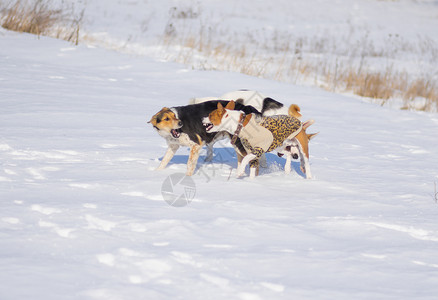 黑白混种狗在新鲜的雪地上玩耍时攻击巴辛吉狗图片
