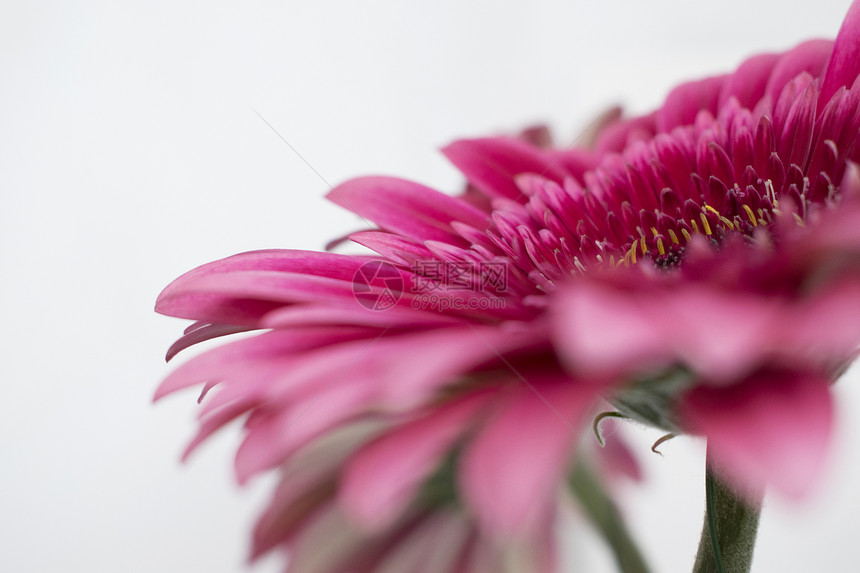 特写粉红色非洲菊雏花束图片