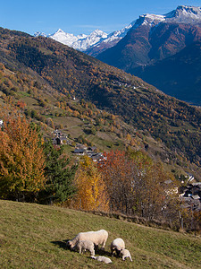 莱根瓦莱州瑞士图片