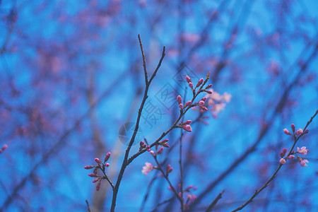 与蓝天的桃红色花树图片