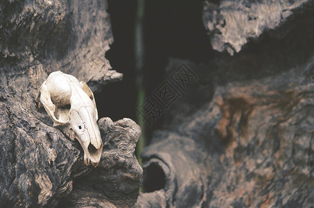 木头黑暗异教徒和动物图腾概念掌声在树口前面的死树图片