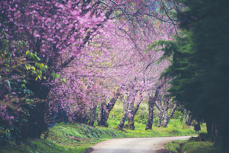春天的樱花泰国的粉红色花朵图片
