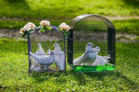 双鸽子素材两只白色的婚礼鸽子关在绿背景