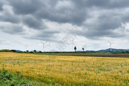 在韩国济州岛黄麦田有风力发电图片
