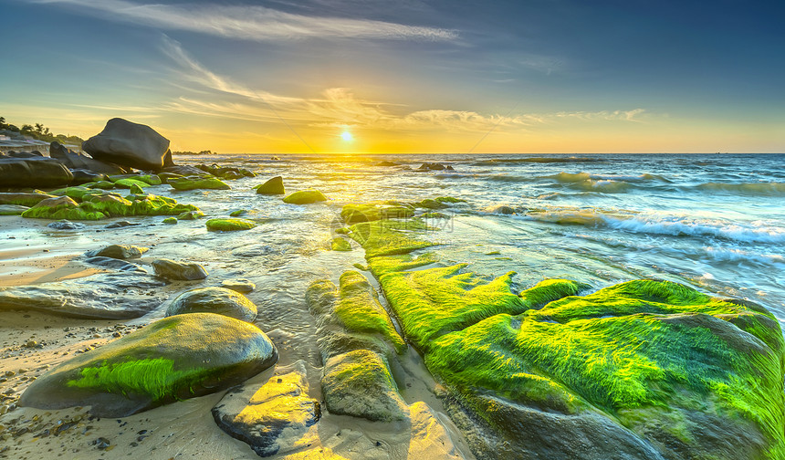 覆盖着苔和海藻的石头欢迎黎明图片