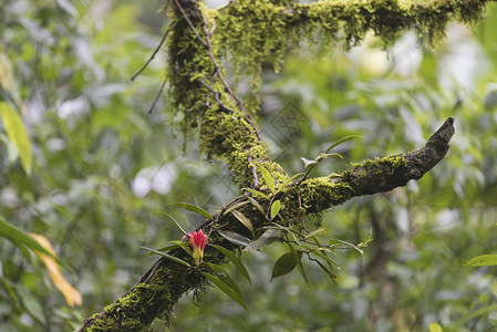 热带森林植物自然生活图片