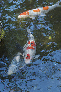 日本的花式鲤鱼图片