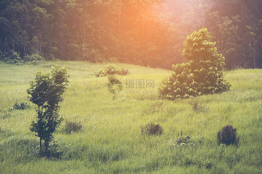 泰国KhaoYai公园热带雨林自然地貌图片