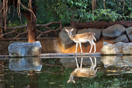 动物园自然氛围中的雌星鹿图片