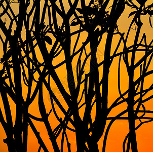 橙色日落背景上的分支树剪影组图片