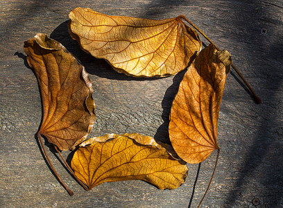 叶木上的金叶Bauhiiniaaurei图片