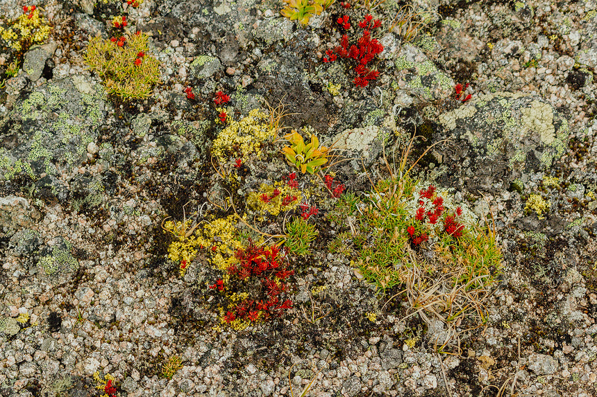 红苔山石上的多肉植物图片