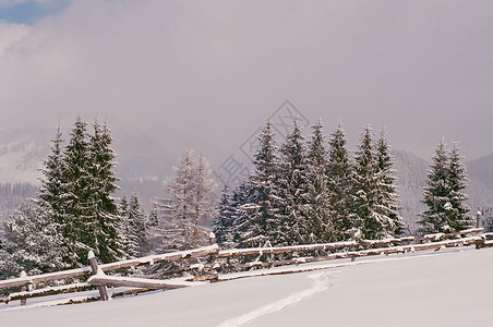 fir森林景观的冬季童话故事图片