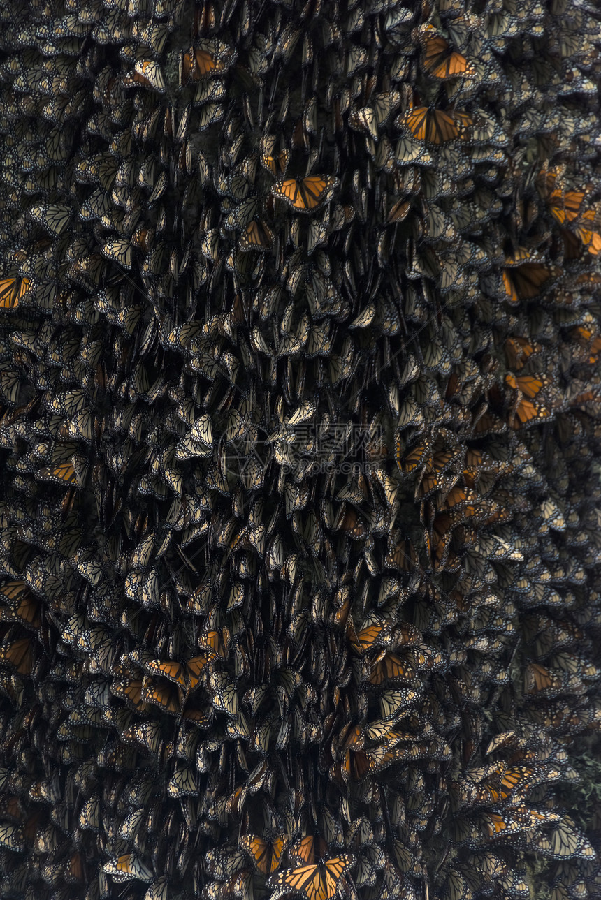 墨西哥中部冬眠期间的帝王蝶图片
