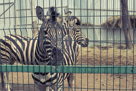两只成年斑马住在动物园里斑图片