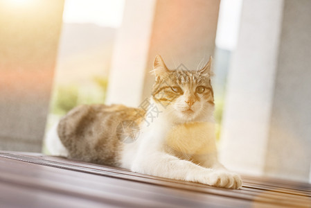 单只小猫等着坐在背景图片