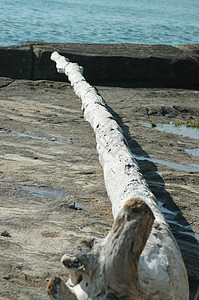 一块长的浮木搁在岩架上它已经被太阳晒得发白了水坑环绕着它图片