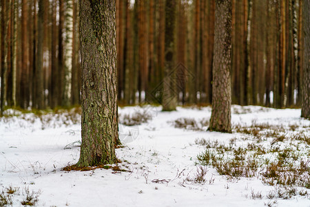寒冷的天气下雪和树干图片