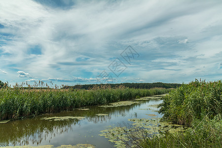 美丽的夏日风景与小河高绿色草地阳光明图片