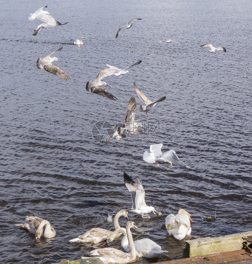 在伊尔维尼港岸边飞行的海鸥和天图片
