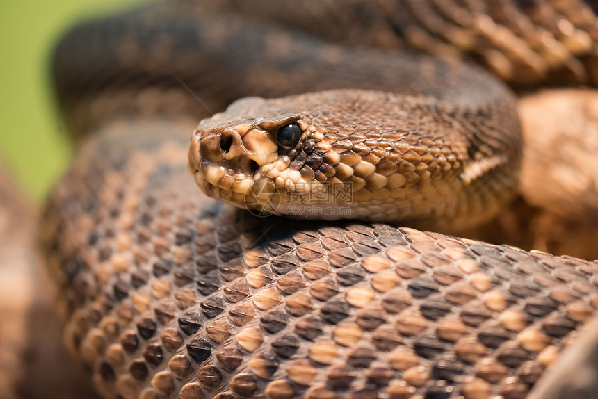 在美国东南部发现钻石背面的响尾蛇是图片
