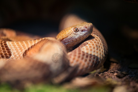 控制者铜头是北美东部流行的毒蛇物种其中背景