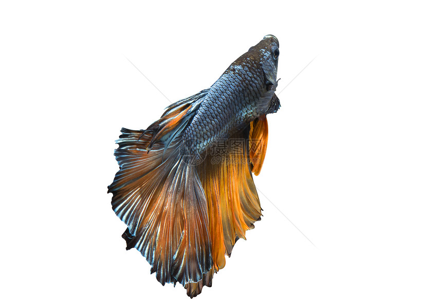 蓝色半月色泰式贝塔鱼在白色背景和剪切图片