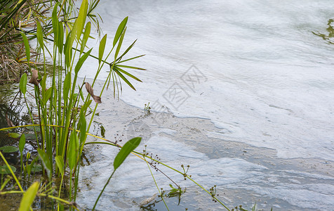 废水池的图象在富营养化的水背景