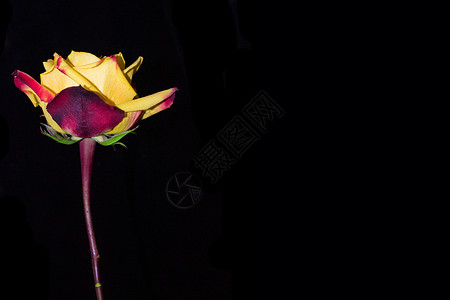 黑色背景上的花蕾玫瑰图片