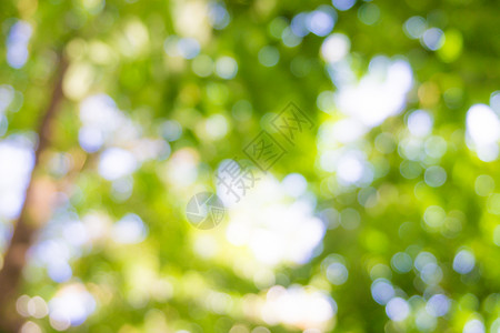 Bluedbokoh日光绿叶背图片