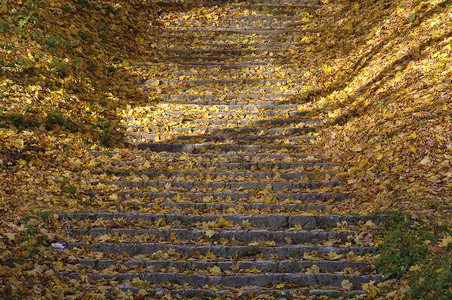 深秋天树林里的楼梯金色的干叶图片