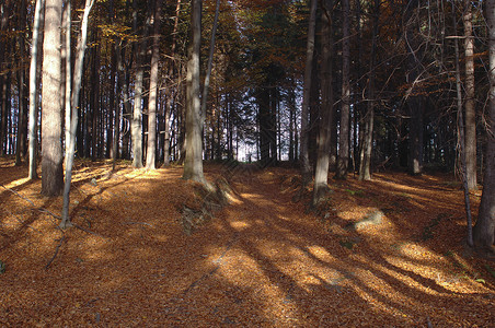 秋末树林的森林之路金图片