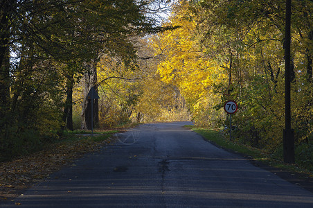 深秋天树林里的路金色的干叶图片