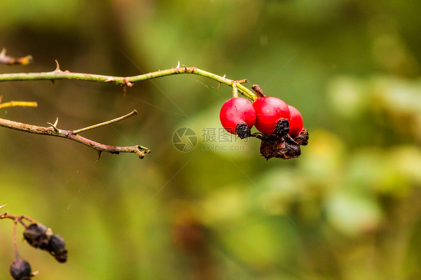 在树枝上贴几根狗或罗莎卡尼娜的果子野生玫瑰水果ThornyDogro图片