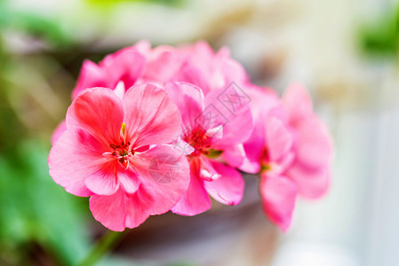 美丽的粉红色花朵图片