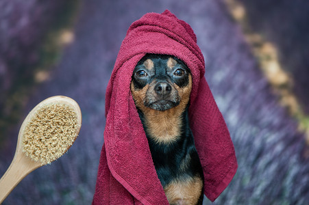 有趣的小狗洗澡后穿毛巾的狗漂亮图片