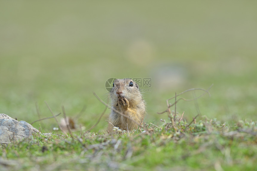 欧洲地面松鼠站在草地上Spermophiluspatllus自然界图片